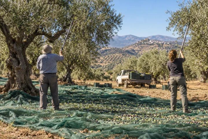 Two people harvesting olives with long poles over green nets, with a pickup and dry hills behind them