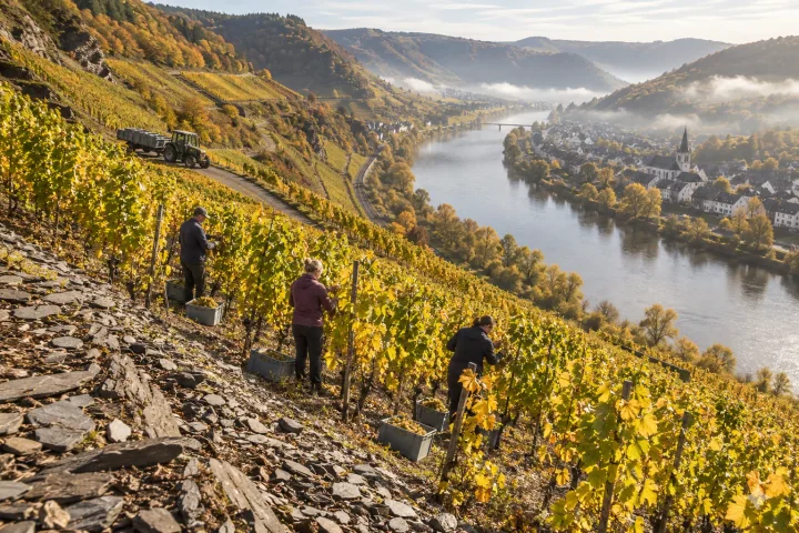 Three people harvesting grapes on steep autumn vineyard slopes above a misty river valley, with a tractor and trailer nearby